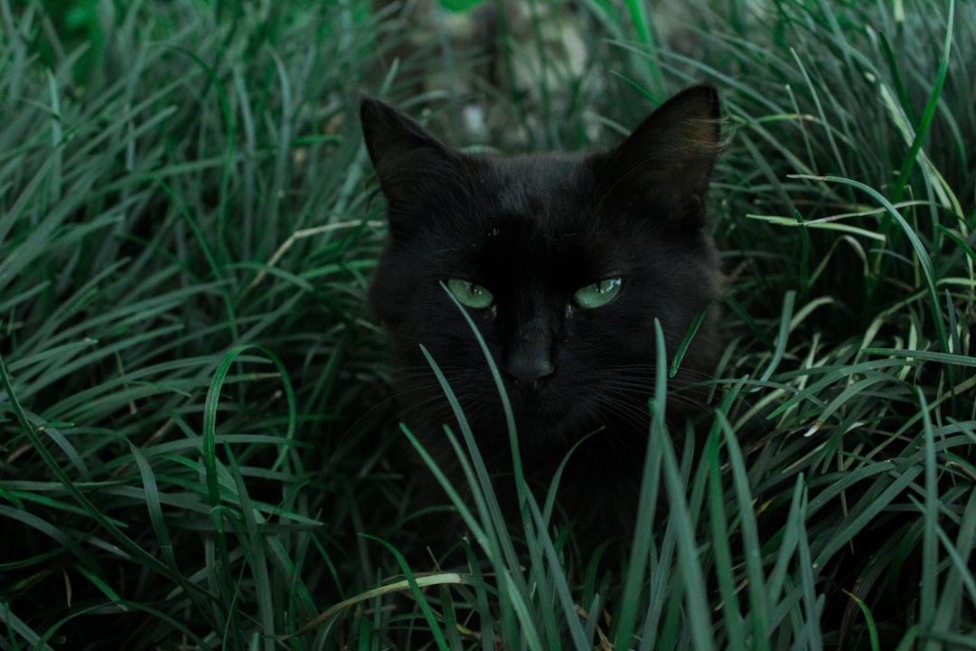 Photo Black cat